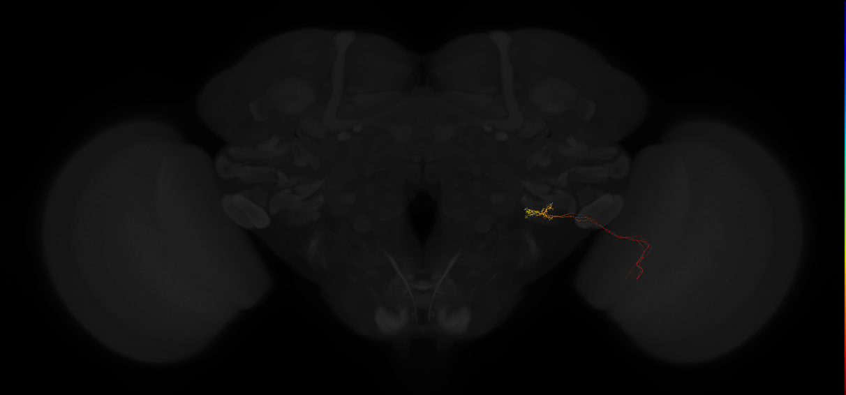 ../_images/tutorials_vfb_neurons_15_0.png
