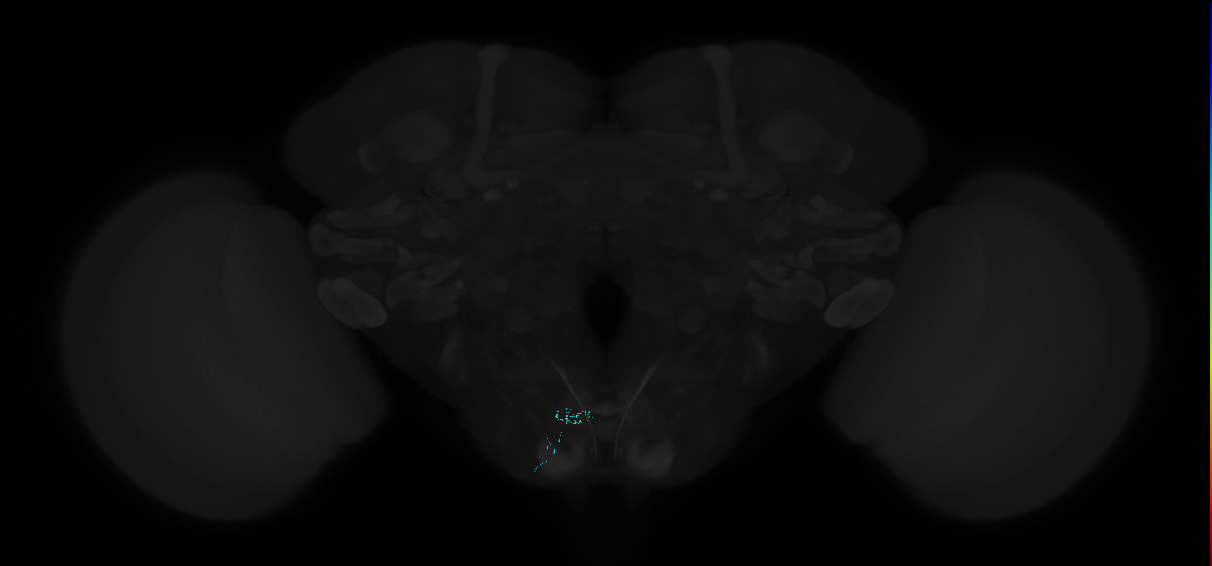 ../_images/tutorials_vfb_datasets_12_1.png