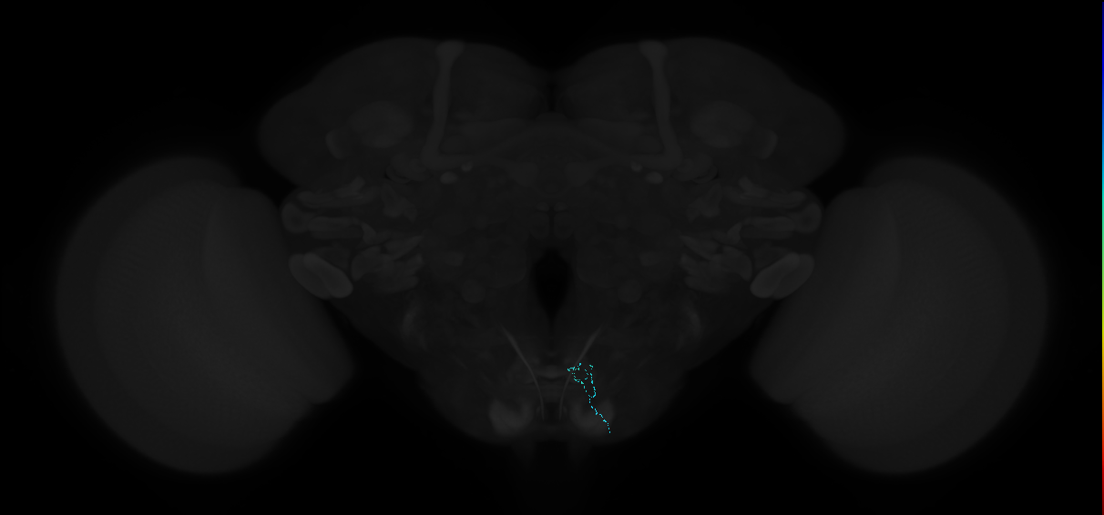 ../_images/tutorials_vfb_datasets_14_1.png