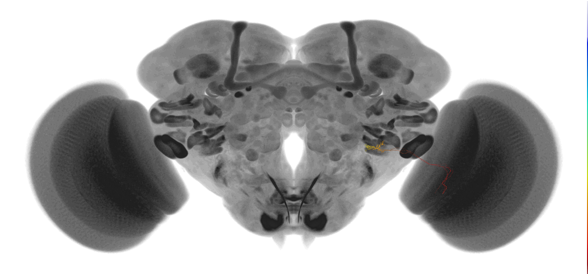 ../_images/tutorials_vfb_neurons_15_0.png