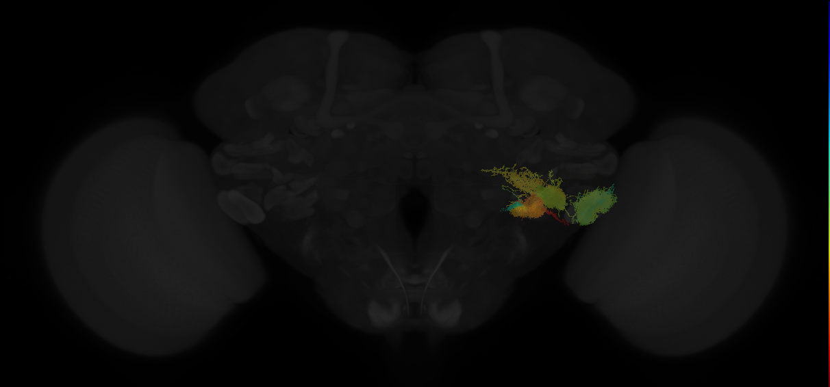../_images/tutorials_vfb_neurons_16_0.png