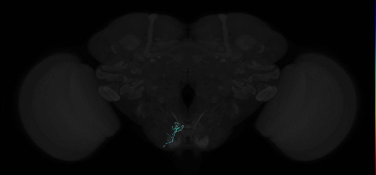 ../_images/tutorials_vfb_datasets_11_4.png