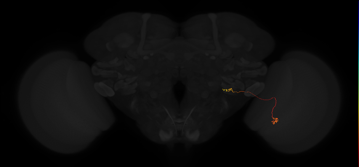 ../_images/tutorials_vfb_neurons_9_1.png