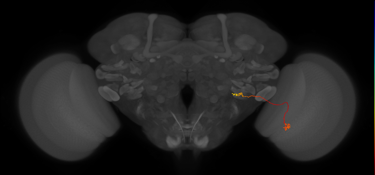 ../_images/tutorials_vfb_neurons_9_1.png