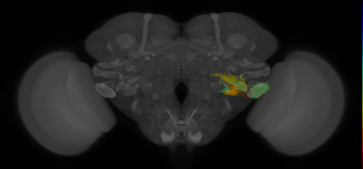 ../_images/tutorials_vfb_neurons_16_1.png