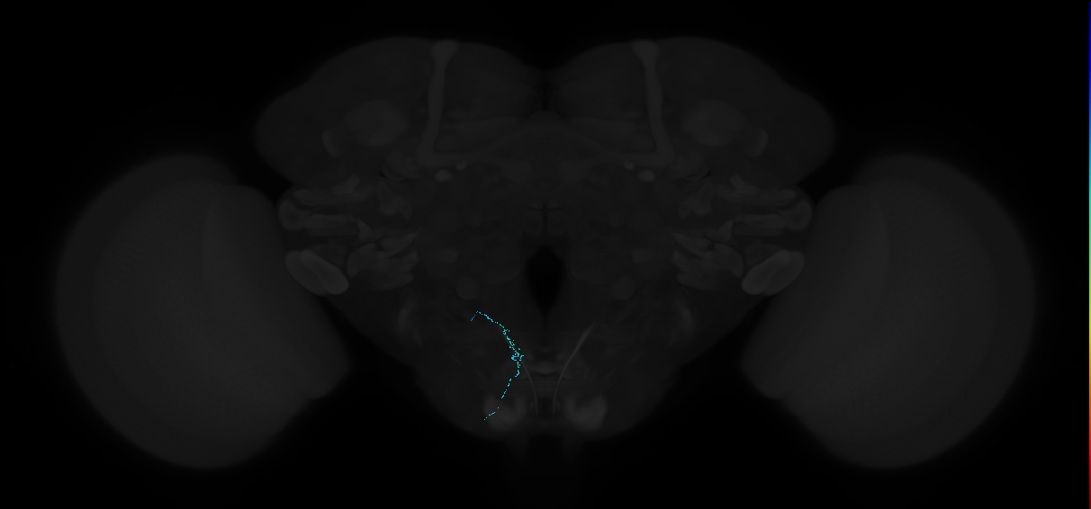 ../_images/tutorials_vfb_datasets_13_1.png
