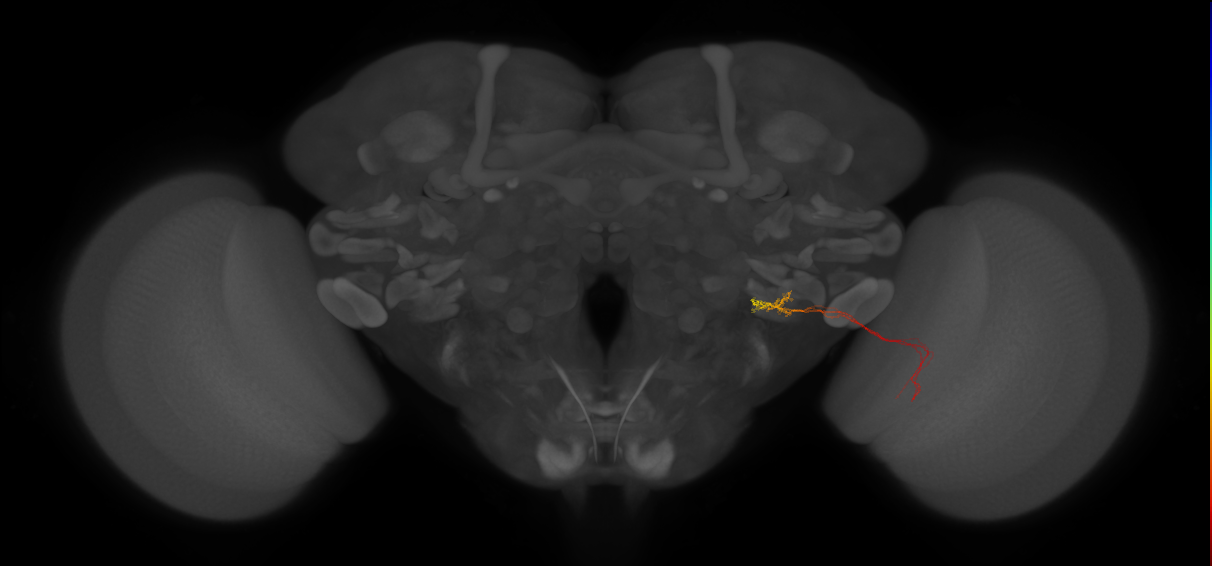../_images/tutorials_vfb_neurons_15_0.png